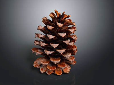 Natural Brown Pine Cone on Dark Reflective Surface with Detailed Texture 3d model
