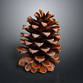 Natural Brown Pine Cone on Dark Reflective Surface with Detailed Texture 3d model