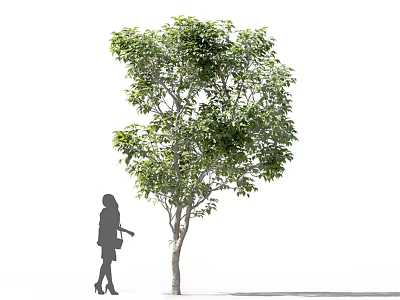 Lush Green Arbor with Dense Foliage and Woman Silhouette Standing Near Trunk 3d model