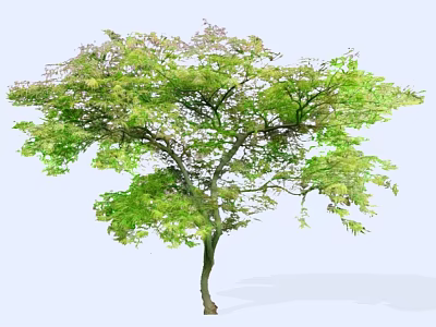 Lush Arbor With Vibrant Green Foliage And Branchy Structure Isolated On White Background 3d model