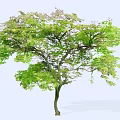 Lush Arbor With Vibrant Green Foliage And Branchy Structure Isolated On White Background