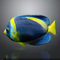 Colorful Blue Yellow Tropical Fish With Vibrant Scales And Dark Background Reflection