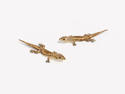 Reptile gecko 3d model