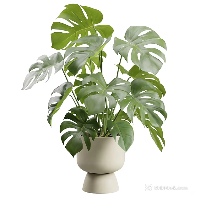 Monstera Potted Plant With Large Green Split Leaves In White Ceramic Pot For Indoor Decor 3d model 