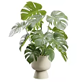 Monstera Potted Plant With Large Green Split Leaves In White Ceramic Pot For Indoor Decor