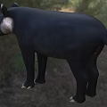 Black Reptile With Long Snout Standing In Grassland Near Forest Trees