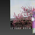 Traditional Chinese Woman In Purple Dress Holding Fan With Pink Plum Blossoms And Ancient Architecture