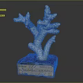 Aquatic Animals Themed Coral Sculpture Placed on Wooden Box with Inscriptions