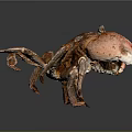 Whole Cooked Brown Crab With Shiny Shell Large Claws And Legs