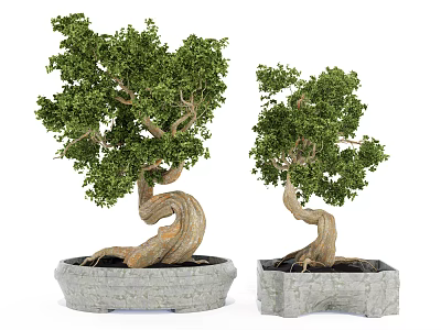 Artistic Bonsai Plants With Twisted Trunks And Green Foliage In Stone Planters 3d model