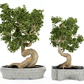 Artistic Bonsai Plants With Twisted Trunks And Green Foliage In Stone Planters
