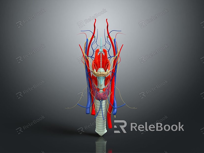 Neurons Anatomical Organs Human Organs Human Organs Human Body Tissue Human Body Structure model