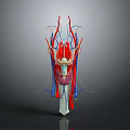 3D Anatomical Model Medical Device For Neck Blood Vessels And Nerve Structures