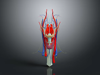 3D Anatomical Model Medical Device For Neck Blood Vessels And Nerve Structures 3d model