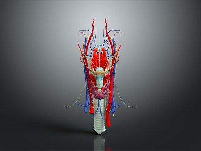 Neurons Anatomical Organs Human Organs Human Organs Human Body Tissue Human Body Structure 3d model