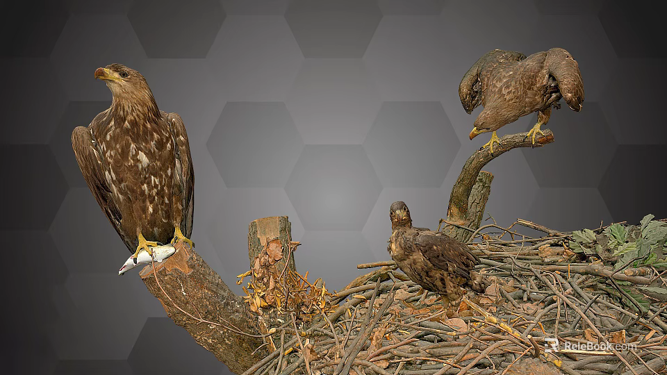 Flying Animals Eagles Perched On Branches In Natural Nest With Young Chicks 3d model 