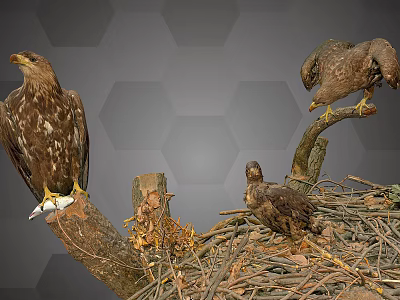 Flying Animals Eagles Perched On Branches In Natural Nest With Young Chicks 3d model
