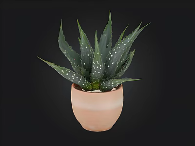 Aloe Vera Plant With White Spotted Leaves In Terracotta Pot On Black Background 3d model