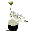 Elegant White Orchids and Hydrangeas Floral Arrangement in Black Vase with Green Bud