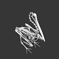 Flying Animal Skeleton of Bird with Long Beak on Green Geometric Background