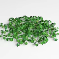 Lush Green Ground Cover Plants With Dense Foliage For Garden Landscaping