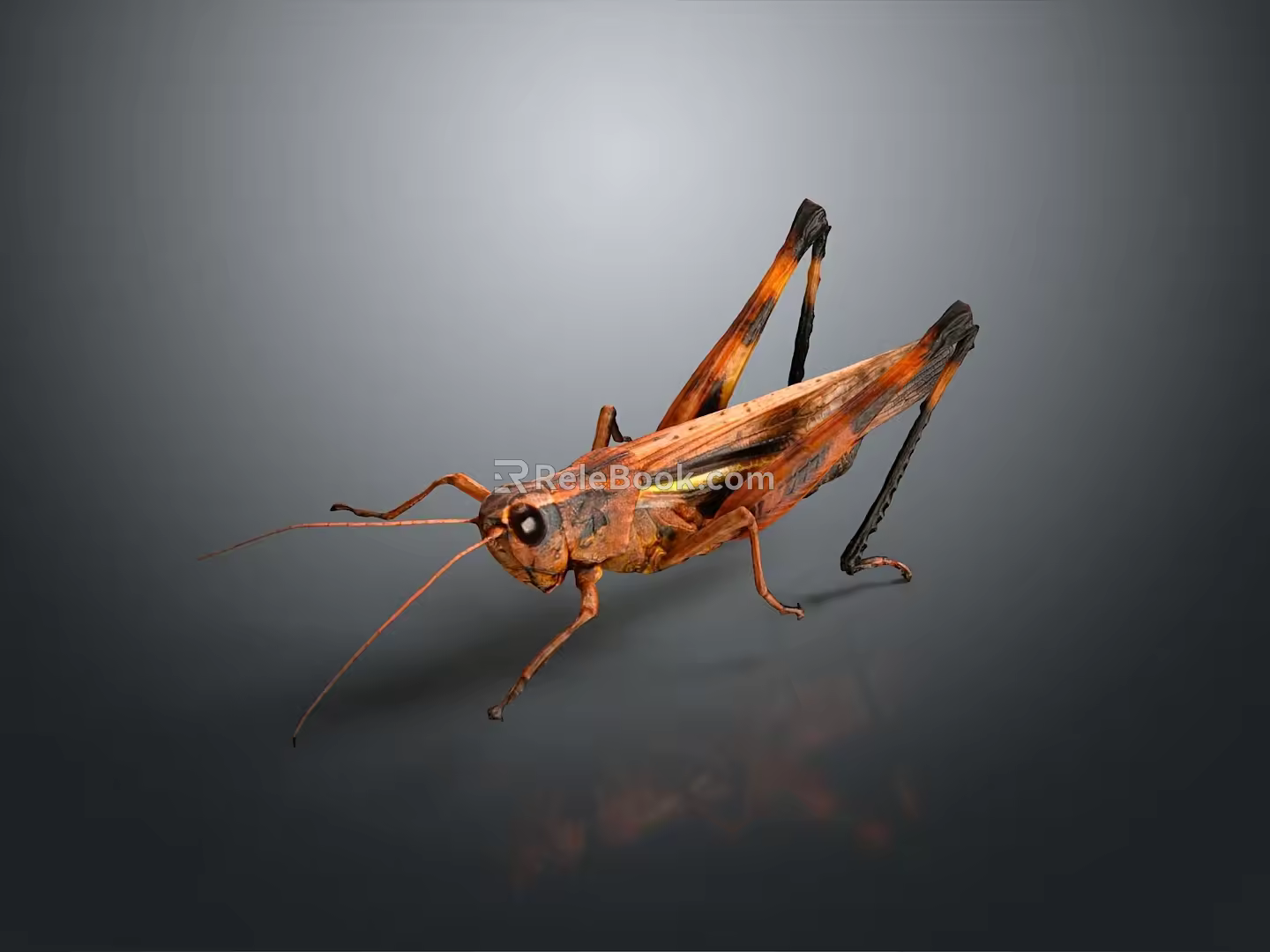 grasshopper insect cartoon locust animation locust anime locust anime game character 3d model
