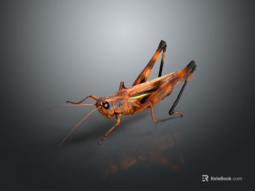 Realistic Brown Grasshopper Decorative Figurine For Home Decor And 3d model 