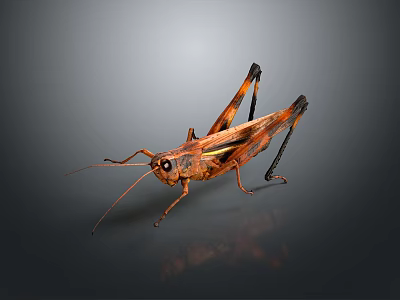 Realistic Brown Grasshopper Decorative Figurine For Home Decor And 3d model