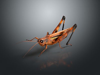 grasshopper insect cartoon locust animation locust anime locust anime game character model