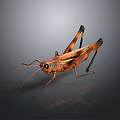 grasshopper insect cartoon locust animation locust anime locust anime game character 3d model