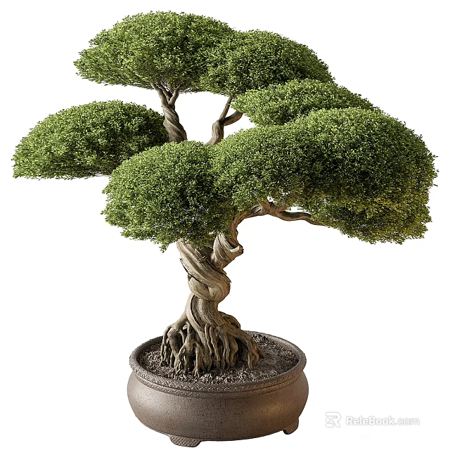 Beautiful Bonsai Tree with Twisted Trunk Lush Green Foliage and Exposed Roots in Decorative Pot 3d model 