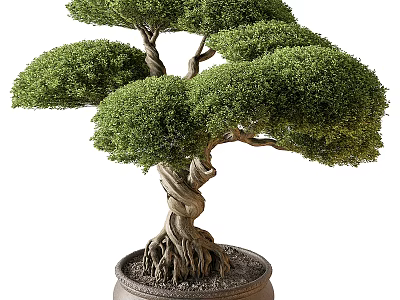 Beautiful Bonsai Tree with Twisted Trunk Lush Green Foliage and Exposed Roots in Decorative Pot 3d model
