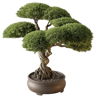 Beautiful Bonsai Tree with Twisted Trunk Lush Green Foliage and Exposed Roots in Decorative Pot 3d model