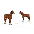 Two Brown Horses Standing On White Background With Natural Posture