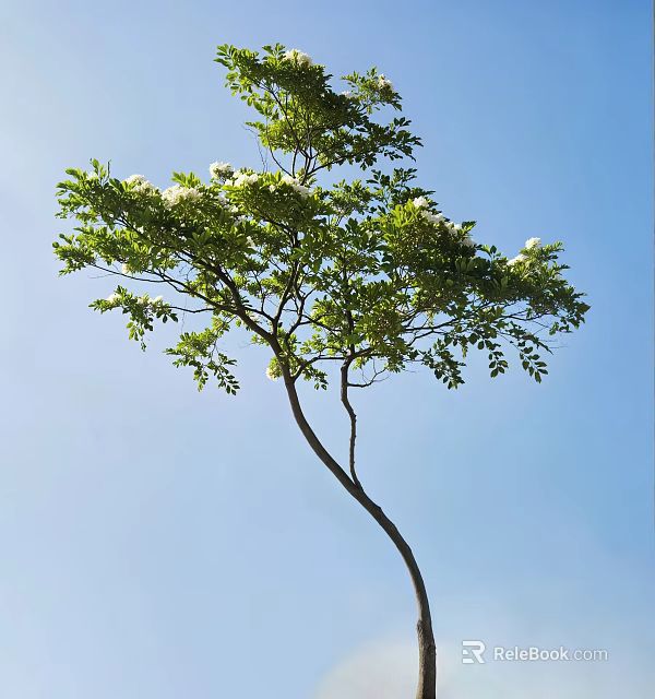 Graceful Arbor With Green Leaves And White Flowers Against Blue Sky 3d model 