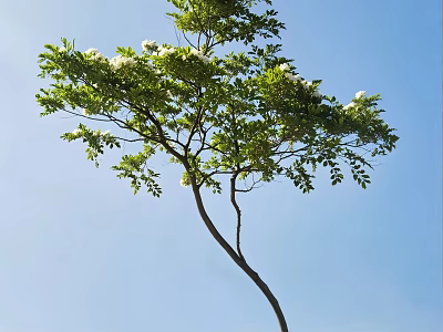 Graceful Arbor With Green Leaves And White Flowers Against Blue Sky 3d model