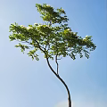 Graceful Arbor With Green Leaves And White Flowers Against Blue Sky