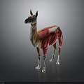 3D Llama Muscle Anatomy Model Showing Detailed Exposed Muscle Layers and Structure