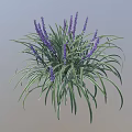 Decorative Plant With Green Leaves White Stripes And Purple Flower Spikes