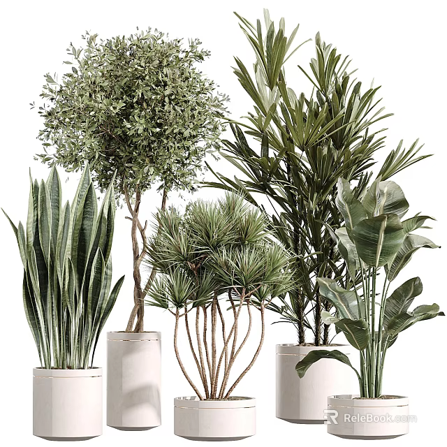 Bonsai and Potted Plants Collection Featuring Various Green Foliage and Decorative Pots 3d model 