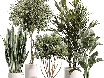 Bonsai and Potted Plants Collection Featuring Various Green Foliage and Decorative Pots 3d model