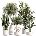 Bonsai and Potted Plants Collection Featuring Various Green Foliage and Decorative Pots