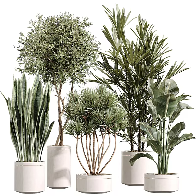 Bonsai and Potted Plants Collection Featuring Various Green Foliage and Decorative Pots 3d model