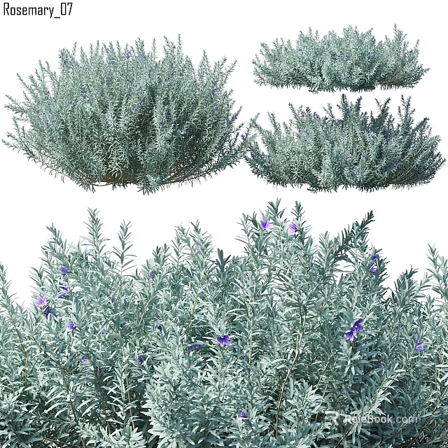 Ornamental Plant Arrangement Set With Silver Green Foliage And Purple Flowers For Home Decor 3d model 