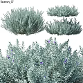 Ornamental Plant Arrangement Set With Silver Green Foliage And Purple Flowers For Home Decor