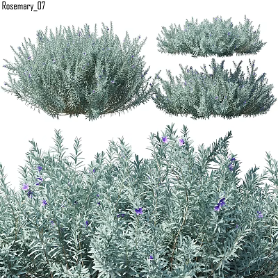 Ornamental Plant Arrangement Set With Silver Green Foliage And Purple Flowers For Home Decor 3d model