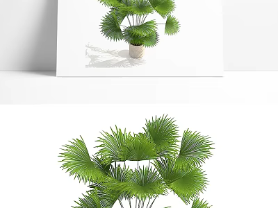 Healthy Lush Green Fan Palm Potted Plant In Ceramic Pot For Indoor Decoration 3d model