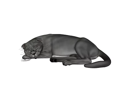 Black Reptile Lying Down Resting In Relaxed Body Position On White Background 3d model
