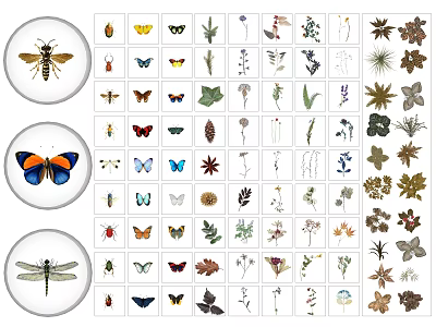 Various Insect and Plant Illustrations Featuring Butterflies Bees Dragonflies and Leaves 3d model