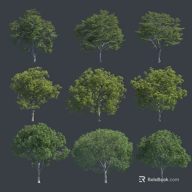 Collection of Various Arbor Trees with Different Canopy and Trunk Structures 3d model
